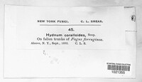 Hericium coralloides image